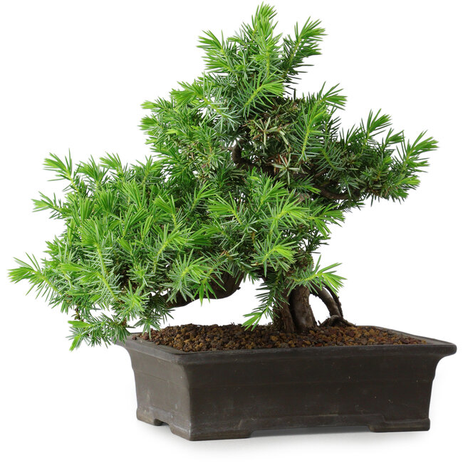 Juniperus rigida, 20 cm, ± 15 years old