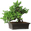 Juniperus rigida, 20 cm, ± 15 ans