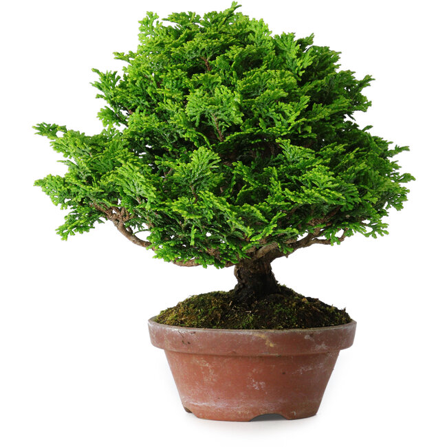 Chamaecyparis obtusa, 16 cm, ± 10 anni