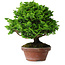Chamaecyparis obtusa, 16 cm, ± 10 anni