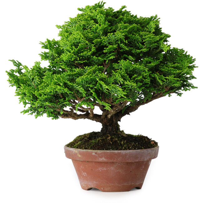 Chamaecyparis obtusa, 16 cm, ± 10 years old