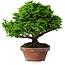 Chamaecyparis obtusa, 16 cm, ± 10 ans