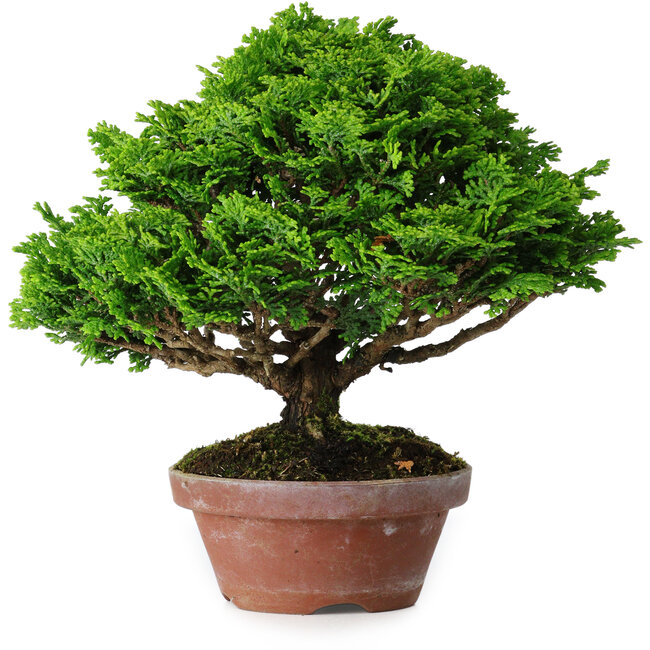 Chamaecyparis obtusa, 16 cm, ± 10 anni