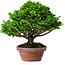 Chamaecyparis obtusa, 16 cm, ± 10 years old