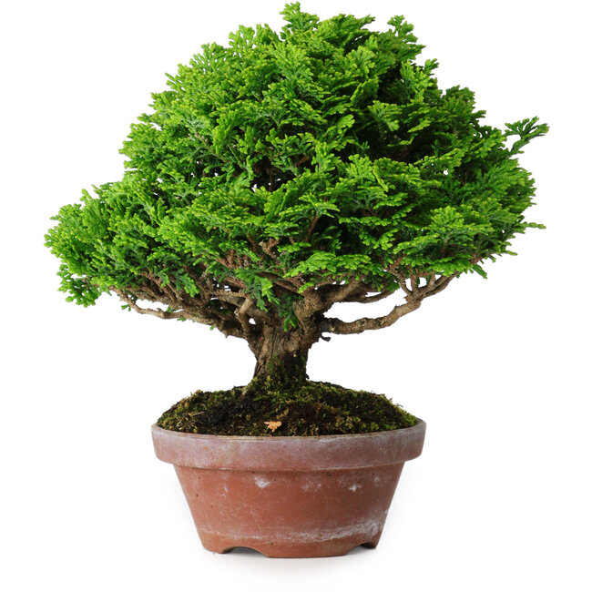 Chamaecyparis obtusa, 16 cm, ± 10 years old
