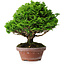 Chamaecyparis obtusa, 16 cm, ± 10 jaar oud