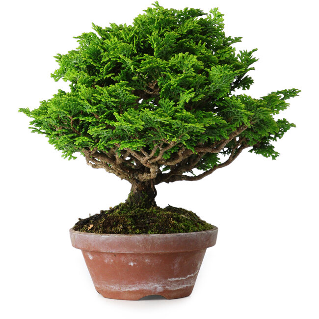 Chamaecyparis obtusa, 16 cm, ± 10 Jahre alt