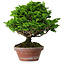 Chamaecyparis obtusa, 16 cm, ± 10 anni