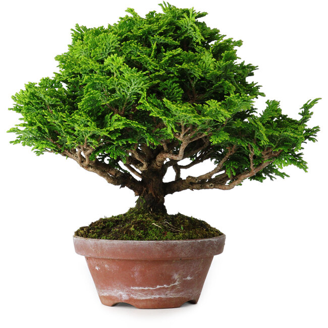 Chamaecyparis obtusa, 16 cm, ± 10 años