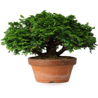 Chamaecyparis obtusa, 14,5 cm, ± 12 jaar oud