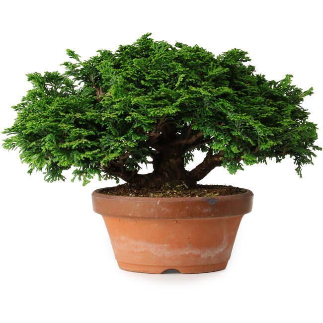 Chamaecyparis obtusa, 14,5 cm, ± 12 jaar oud