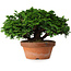 Chamaecyparis obtusa, 14,5 cm, ± 12 jaar oud