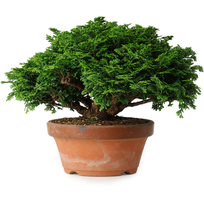 Chamaecyparis obtusa, 14,5 cm, ± 12 anni