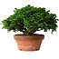 Chamaecyparis obtusa, 14,5 cm, ± 12 jaar oud