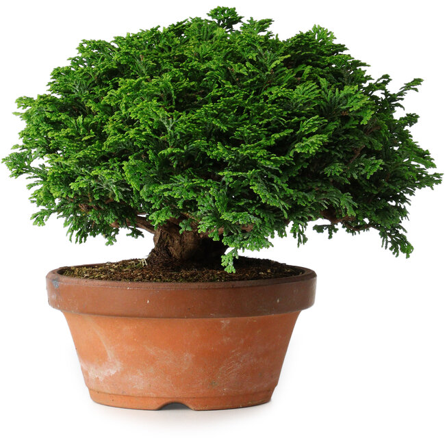 Chamaecyparis obtusa, 14,5 cm, ± 12 jaar oud