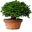 Chamaecyparis obtusa, 14,5 cm, ± 12 jaar oud