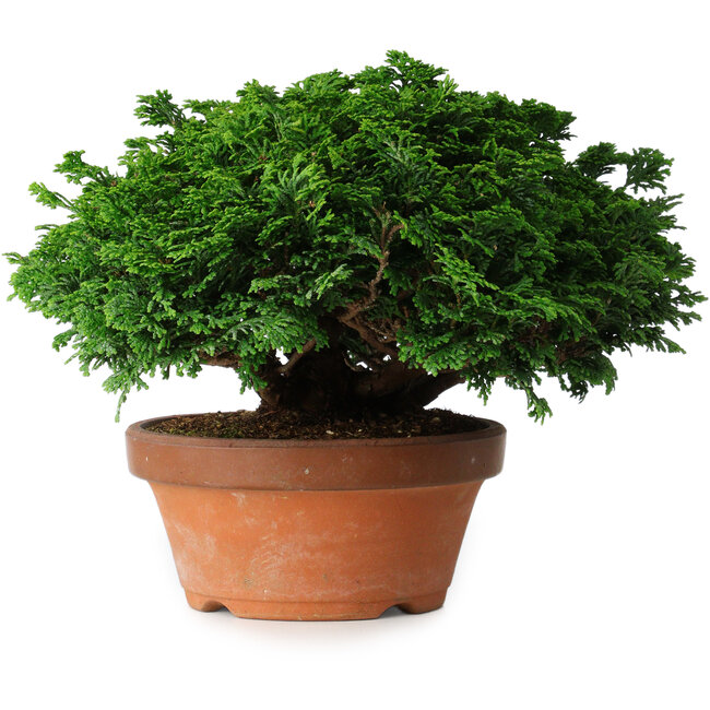Chamaecyparis obtusa, 14,5 cm, ± 12 years old