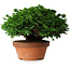 Chamaecyparis obtusa, 14,5 cm, ± 12 jaar oud