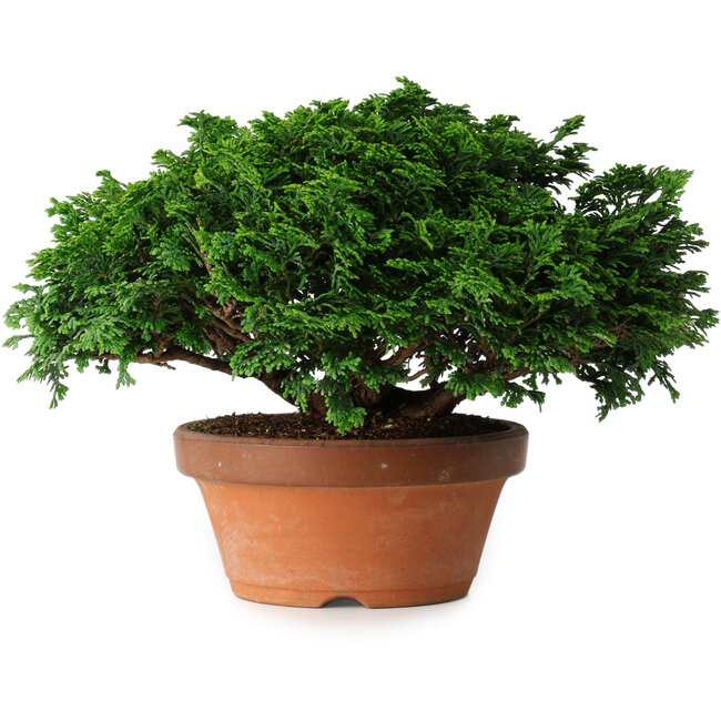 Chamaecyparis obtusa, 14,5 cm, ± 12 jaar oud
