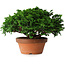 Chamaecyparis obtusa, 14,5 cm, ± 12 ans
