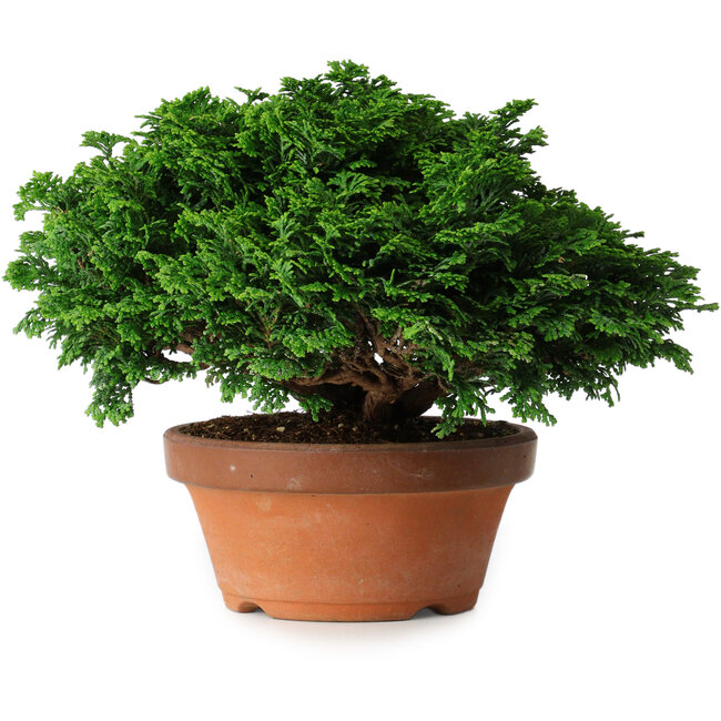 Chamaecyparis obtusa, 14,5 cm, ± 12 Jahre alt