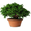 Chamaecyparis obtusa, 14,5 cm, ± 12 ans