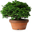 Chamaecyparis obtusa, 14,5 cm, ± 12 jaar oud