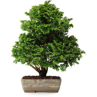 Chamaecyparis obtusa, 21,5 cm, ± 8 ans