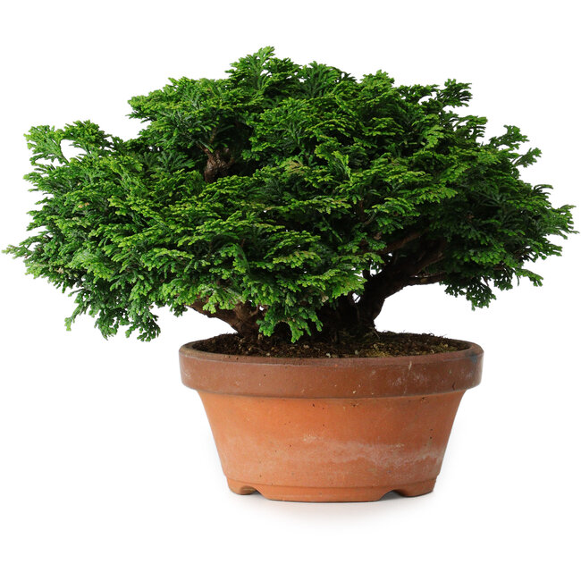 Chamaecyparis obtusa, 14,5 cm, ± 12 ans