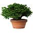 Chamaecyparis obtusa, 14,5 cm, ± 12 jaar oud