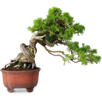 Juniperus chinensis Itoigawa, 23,5 cm, ± 40 ans