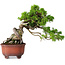 Juniperus chinensis Itoigawa, 23,5 cm, ± 40 ans