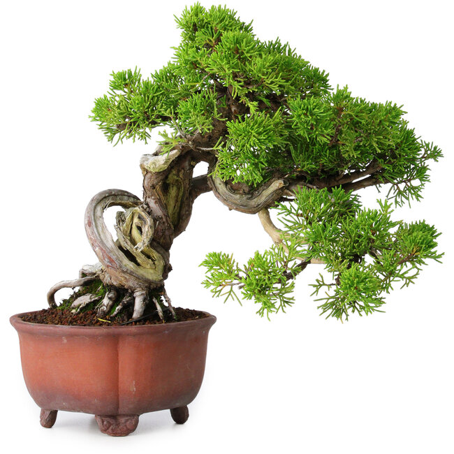 Juniperus chinensis Itoigawa, 23,5 cm, ± 40 ans