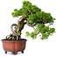 Juniperus chinensis Itoigawa, 23,5 cm, ± 40 Jahre alt