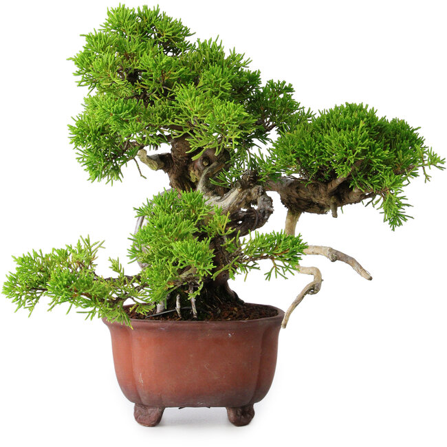 Juniperus chinensis Itoigawa, 23,5 cm, ± 40 Jahre alt