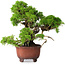 Juniperus chinensis Itoigawa, 23,5 cm, ± 40 ans
