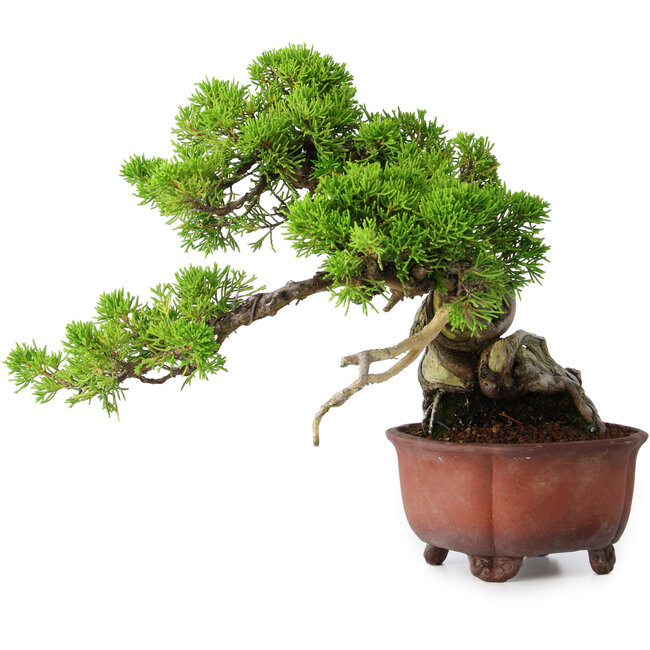 Juniperus chinensis Itoigawa, 23,5 cm, ± 40 Jahre alt