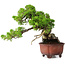 Juniperus chinensis Itoigawa, 23,5 cm, ± 40 ans