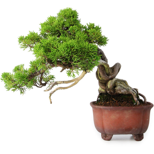 Juniperus chinensis Itoigawa, 23,5 cm, ± 40 años