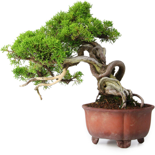Juniperus chinensis Itoigawa, 23,5 cm, ± 40 years old