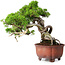 Juniperus chinensis Itoigawa, 23,5 cm, ± 40 ans
