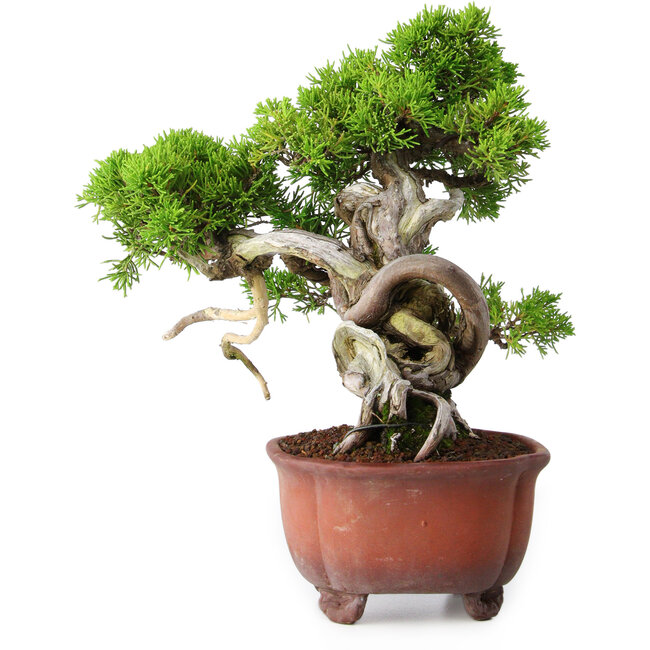 Juniperus chinensis Itoigawa, 23,5 cm, ± 40 years old