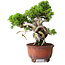 Juniperus chinensis Itoigawa, 23,5 cm, ± 40 anni