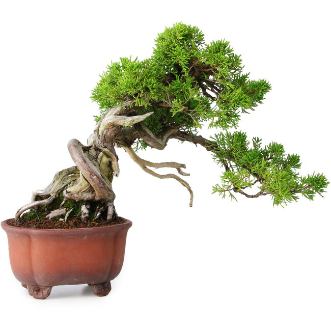 Juniperus chinensis Itoigawa, 23,5 cm, ± 40 years old