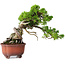 Juniperus chinensis Itoigawa, 23,5 cm, ± 40 anni