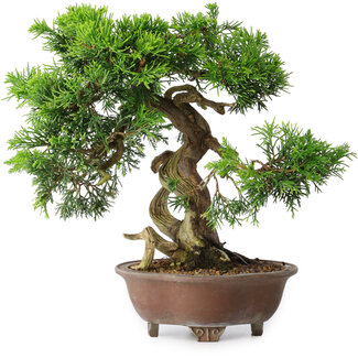 Juniperus chinensis Itoigawa, 21,5 cm, ± 25 anni