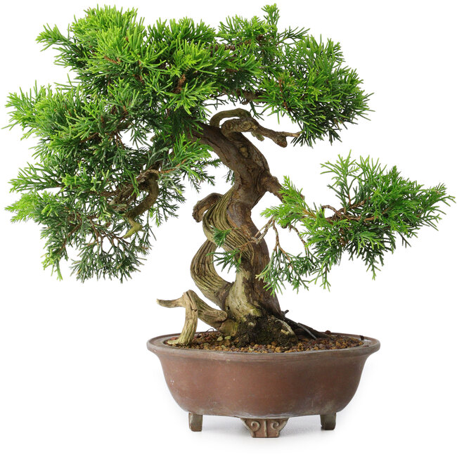 Juniperus chinensis Itoigawa, 21,5 cm, ± 25 ans
