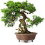 Juniperus chinensis Itoigawa, 21,5 cm, ± 25 ans