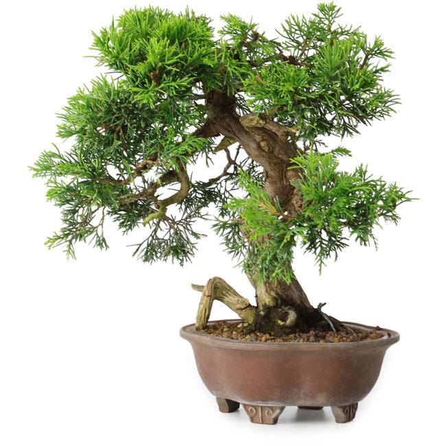 Juniperus chinensis Itoigawa, 21,5 cm, ± 25 anni
