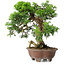 Juniperus chinensis Itoigawa, 21,5 cm, ± 25 ans
